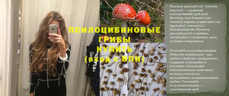 Галлюциногенные грибы Psilocybe  продажа наркотиков  Балахна 